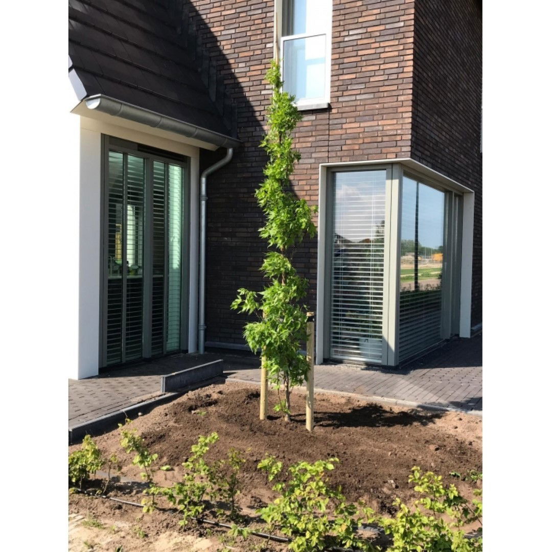 https://cdn.warentuin.nl/media/catalog/product/1/7/1778720174420085_warentuin_natuurlijk_boom_zuil_amberboom_liquidambar_sty_7286.jpg