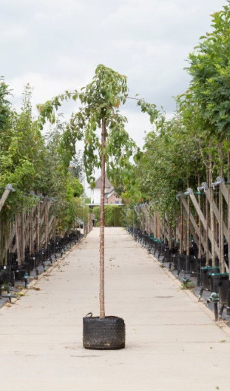 Japanse treur sierkers Prunus serrulata Kiku shidare zakura h 280 cm st. omtrek 16 cm st. hoogte 220 cm Warentuin Natuurlijk