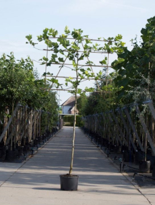 Plataan als leiboom Platanus hispanica h 340 cm st. omtrek 16 cm st. h 220 cm Warentuin Natuurlijk