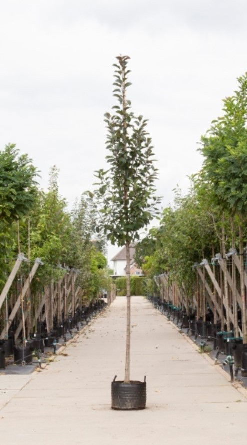 Roodbladige sierappel Malus Mokum h 450 cm st. omtrek 16 cm Warentuin Natuurlijk