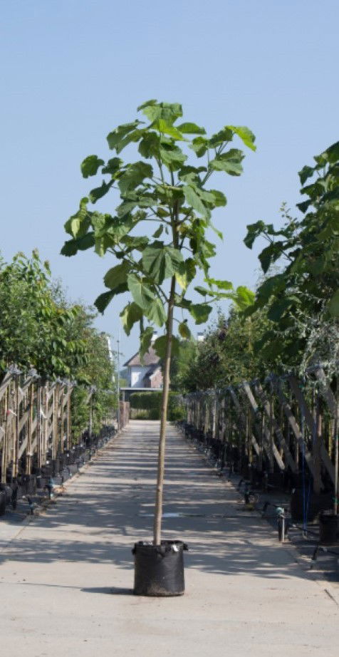 Anna Paulownaboom Paulownia tomentosa h 350 cm st. omtrek 14 cm Warentuin Natuurlijk