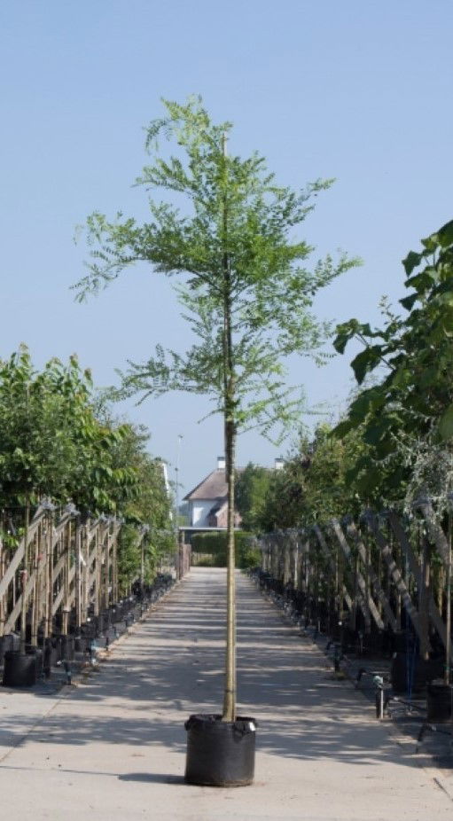 Honingboom Sophora japonica h 450 cm st. omtrek 16 cm Warentuin Natuurlijk