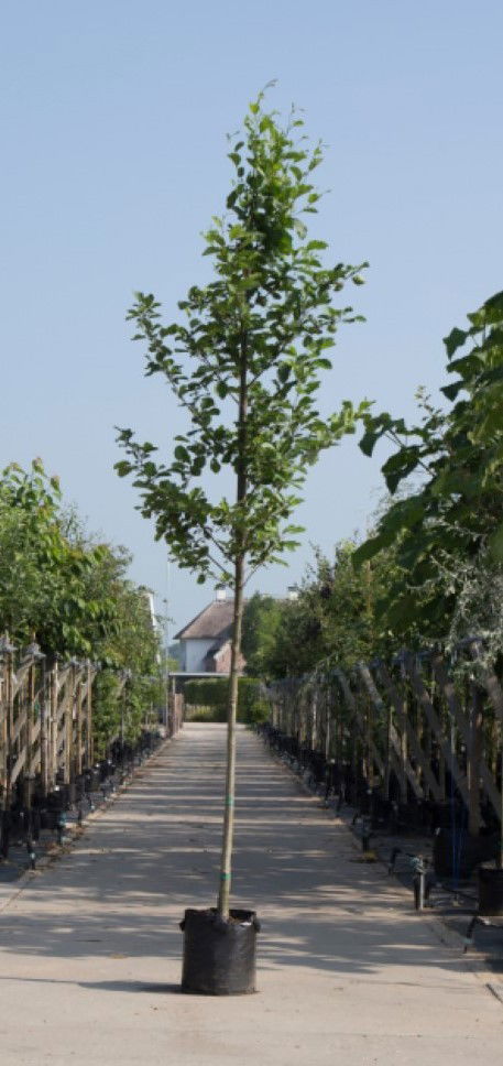 Gewone els Alnus glutinosa h 350 cm st. omtrek 12 cm Warentuin Natuurlijk