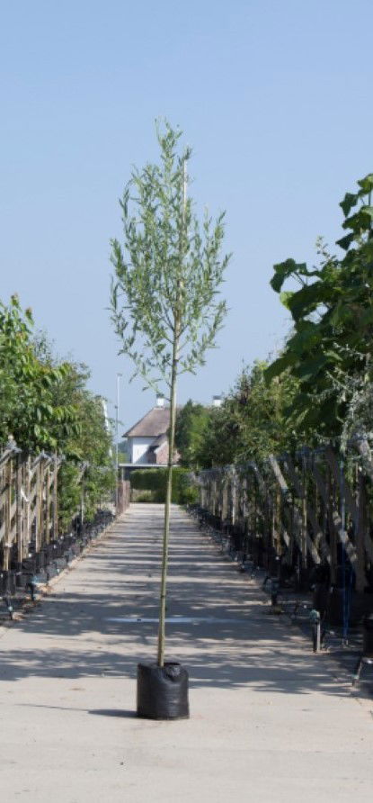 Witte wilg Salix alba h 450 cm st. omtrek 16 cm Warentuin Natuurlijk