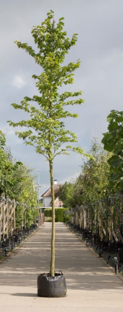 Ruwe iep Ulmus glabra h 550 cm st. omtrek 19 cm Warentuin Natuurlijk