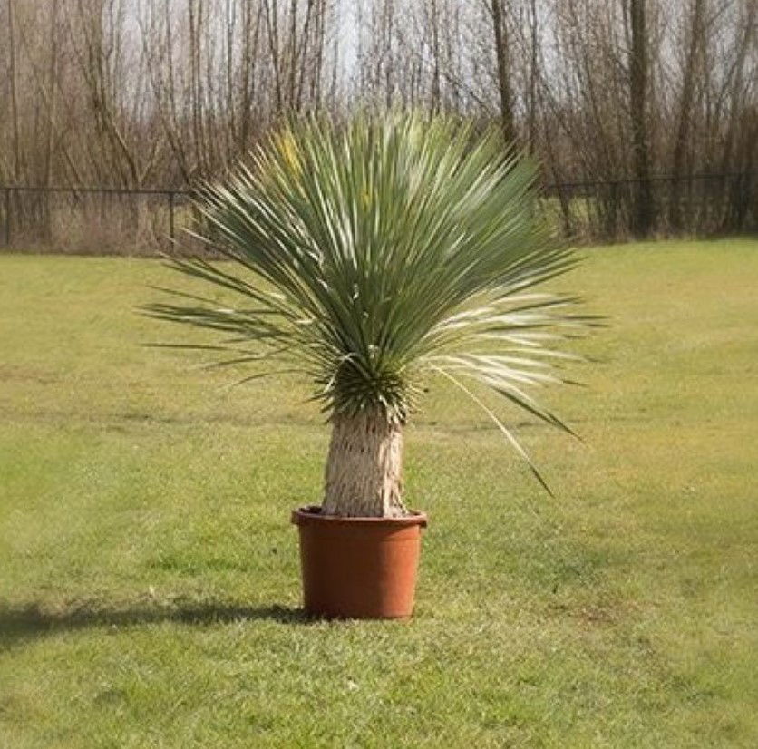 Gewone palmlelie Yucca rostrata h 100cm st. h 35 cm Warentuin Natuurlijk