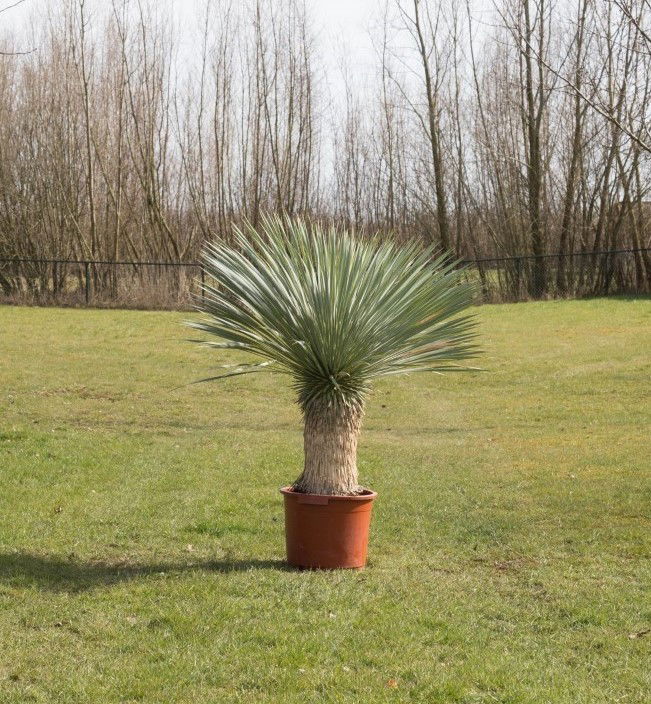 Gewone palmlelie Yucca rostrata h 140 cm st. h 55 cm Warentuin Natuurlijk