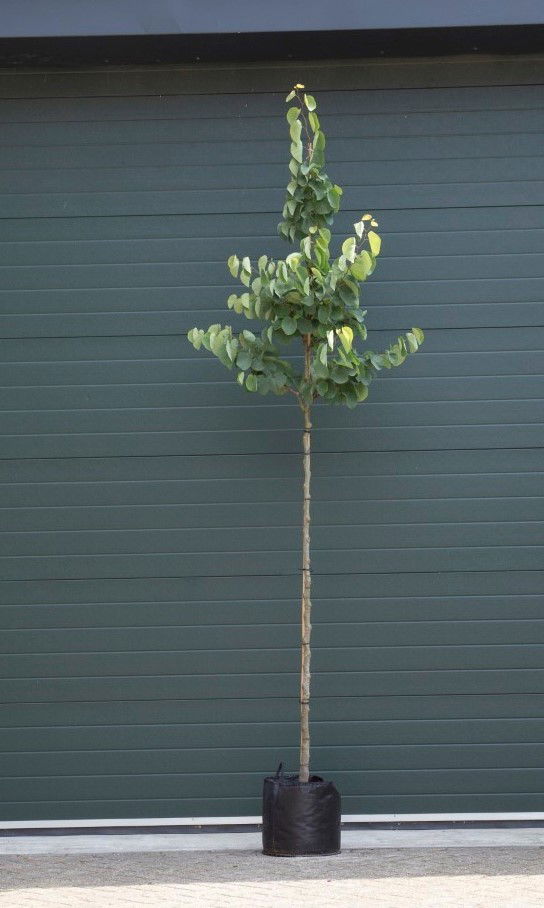 Gewone Judasboom Cercis canadensis h 275 cm st. omtrek 7 cm Warentuin Natuurlijk