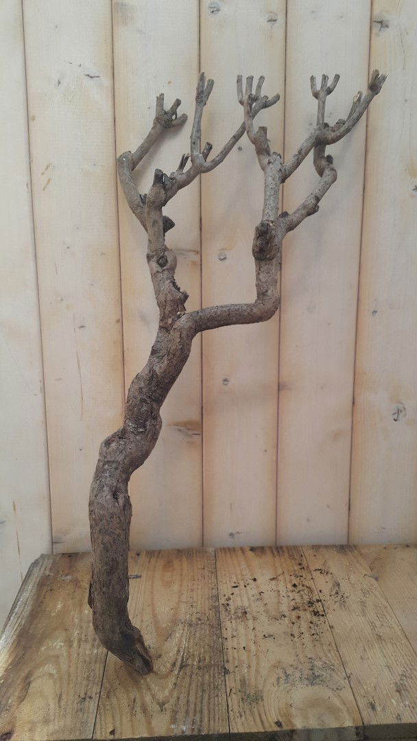 https://cdn.warentuin.nl/media/catalog/product/1/8/1885146325478837_warentuin_decoratieartikelen_decoratie_tak_klein_20_tot_30_cm_3f7e.jpg