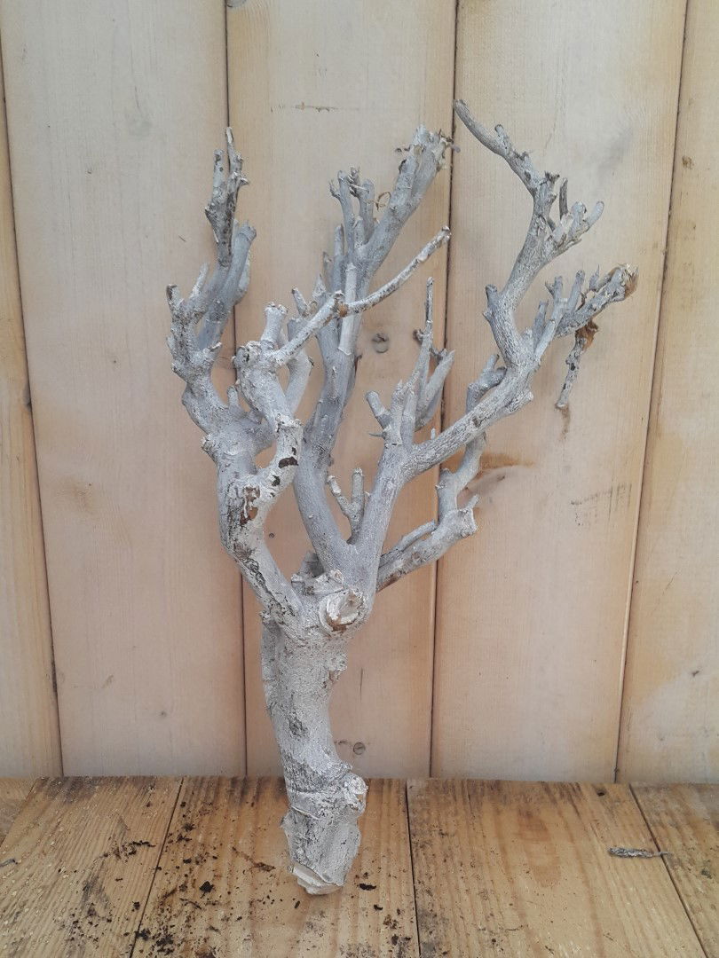 https://cdn.warentuin.nl/media/catalog/product/1/8/1885146325478838_warentuin_decoratieartikelen_decoratie_tak_wit_20_tot_30_cm_1837.jpg