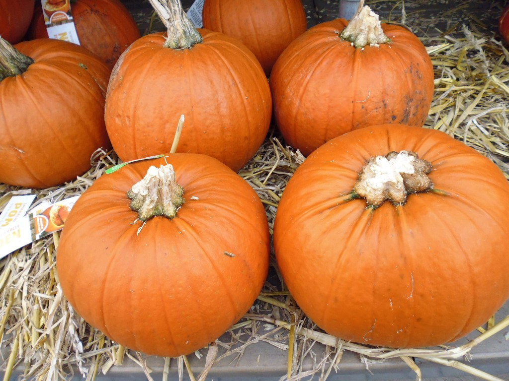 Pompoen 10 tot 20 cm Cucurbita Warentuin Natuurlijk - Warentuin natuurlijk