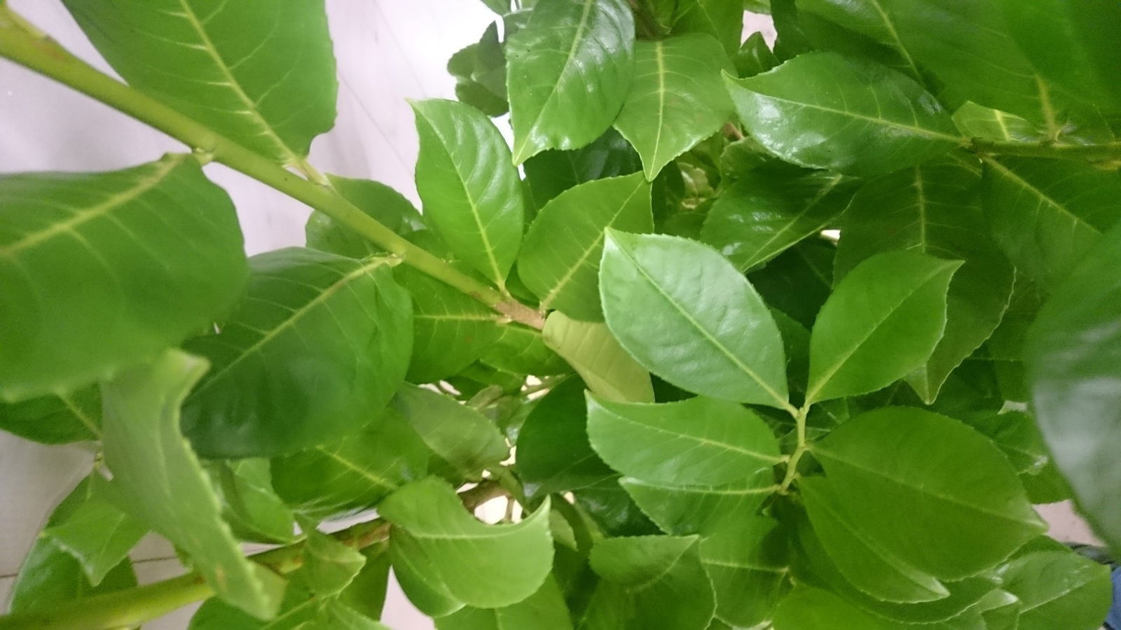 https://cdn.warentuin.nl/media/catalog/product/1/_/1._prunus_100_cm_vervangen_door_prunus_rotundifolia_100_cm_12.99_euro_3__2_f1d9.jpg