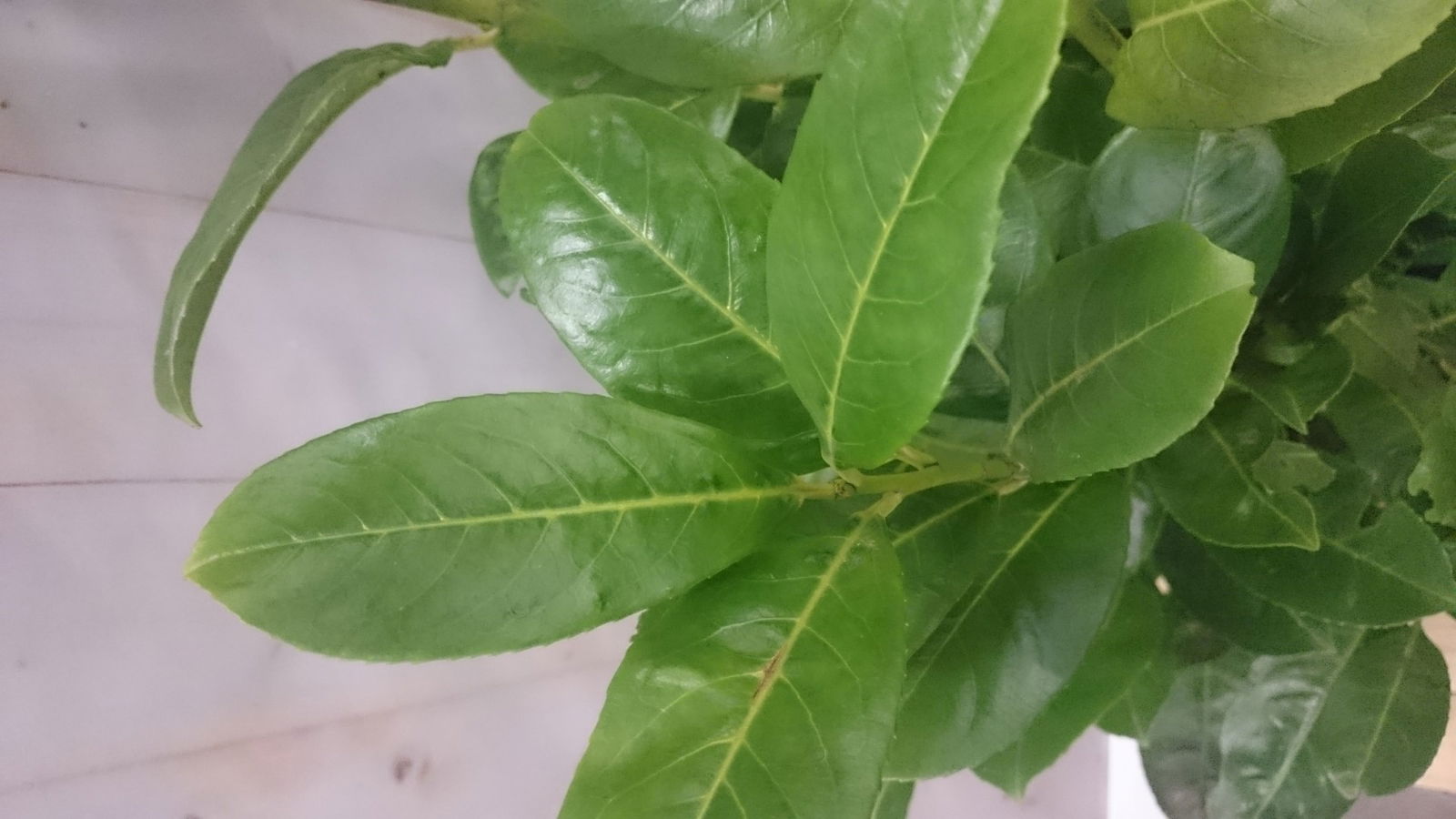 https://cdn.warentuin.nl/media/catalog/product/1/_/1._prunus_160_cm_vervangen_door_prunus_rotundifolia_160_cm_prijs_26.99_euro_3__e96c.jpg
