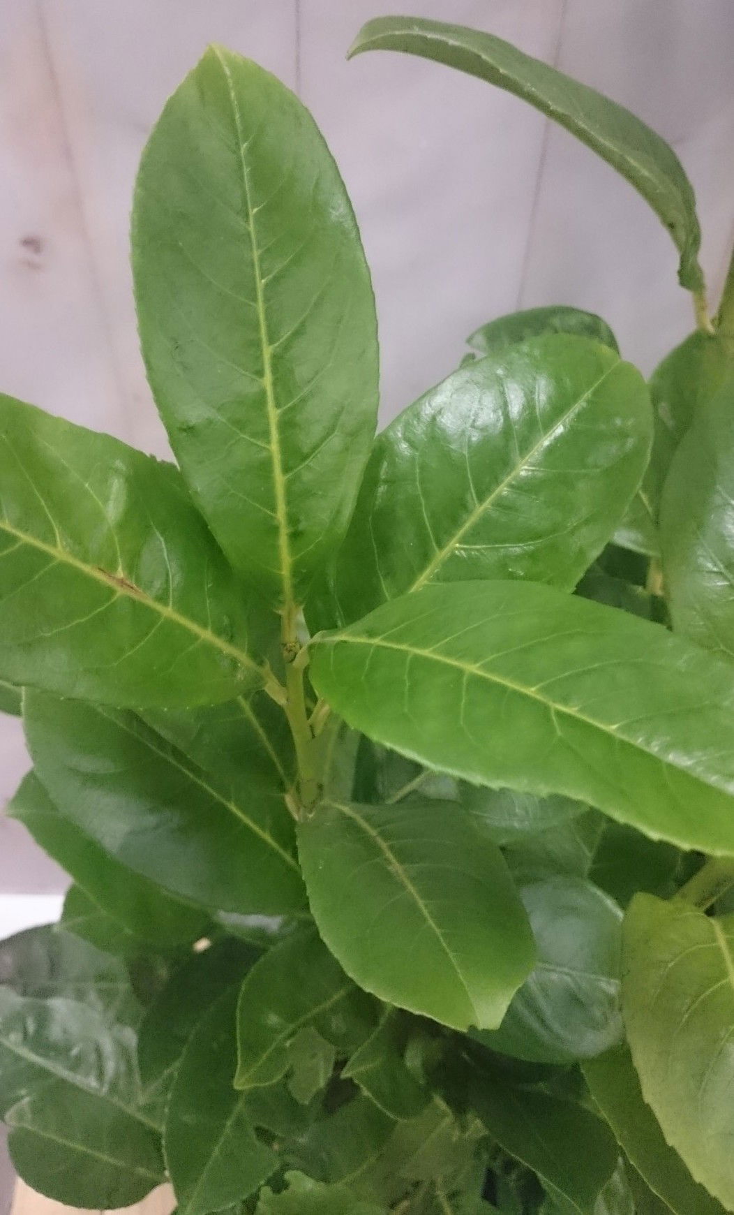 https://cdn.warentuin.nl/media/catalog/product/1/_/1._prunus_40_cm_vervangen_door_prunus_rotundifolia_40_cm_prijs_3.99_3__c111.jpg