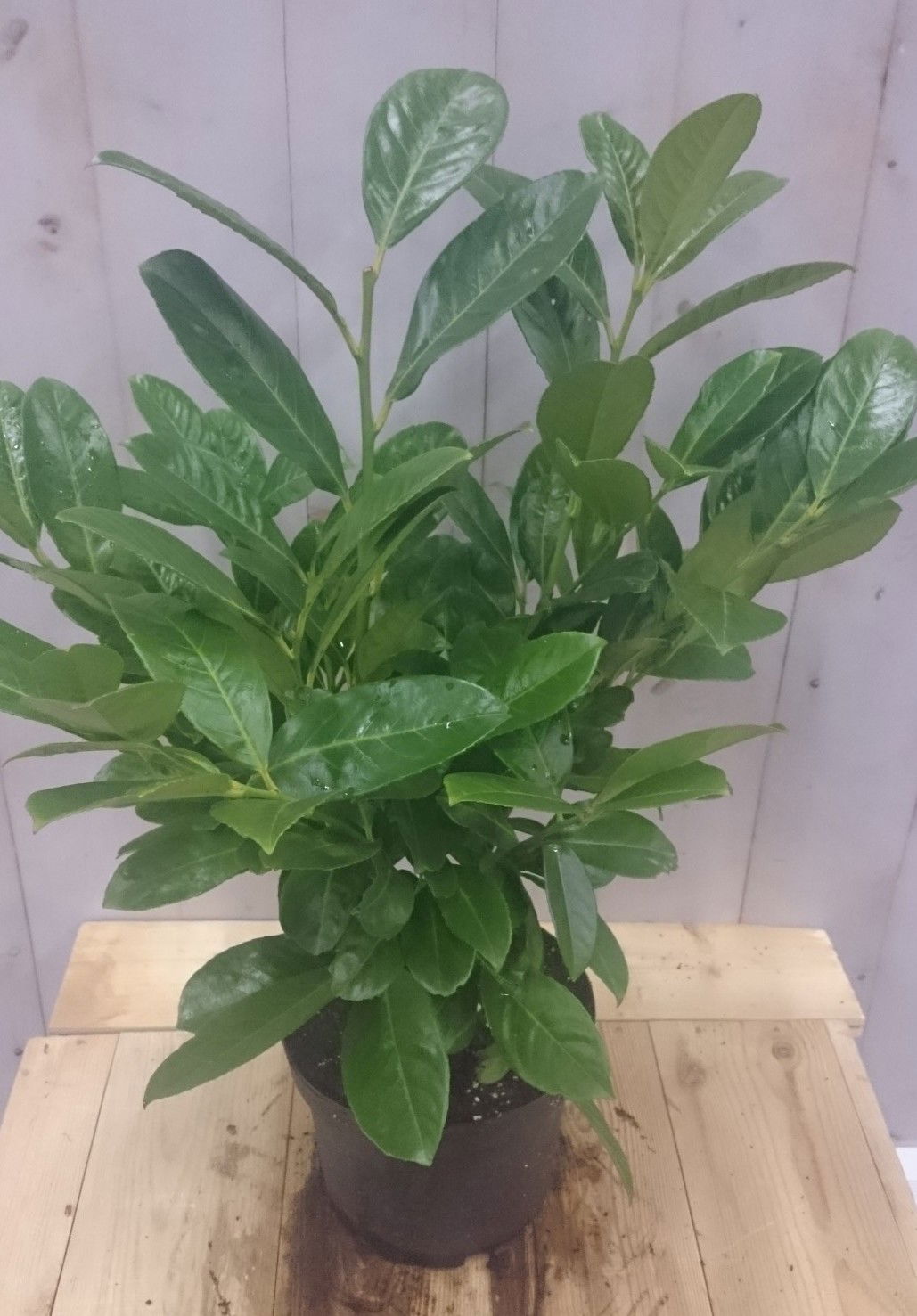 https://cdn.warentuin.nl/media/catalog/product/1/_/1._prunus_40_cm_vervangen_door_prunus_rotundifolia_40_cm_prijs_3.99_4__4596.jpg