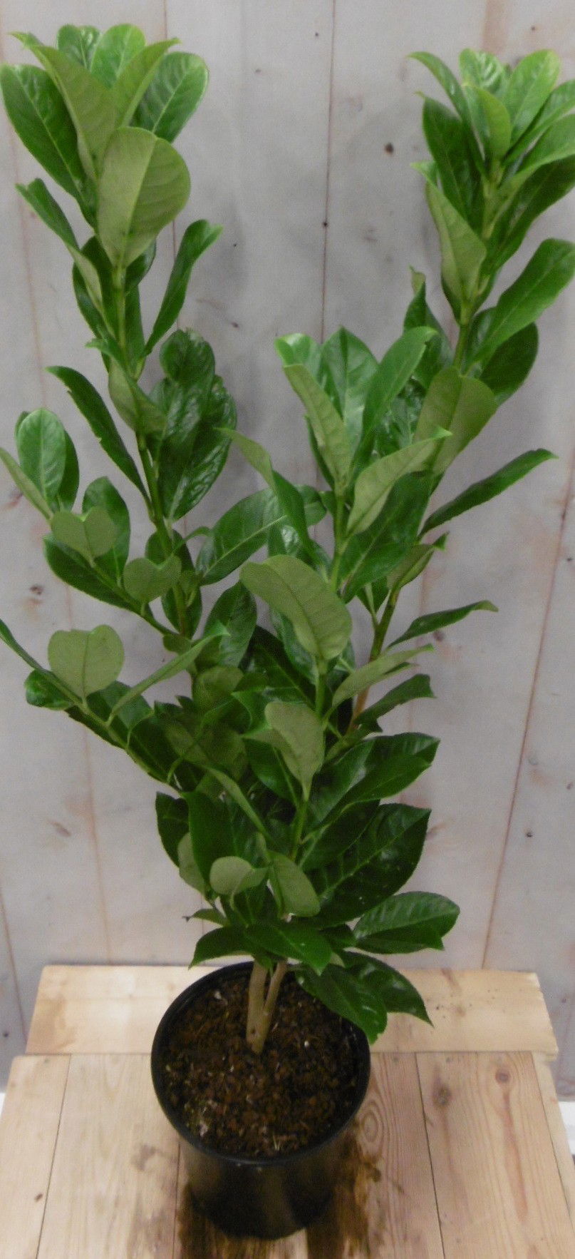https://cdn.warentuin.nl/media/catalog/product/1/_/1._prunus_70_cm_vervangen_door_prunus_rotundifolia_70_cm_7.99_euro_4__9430.jpg