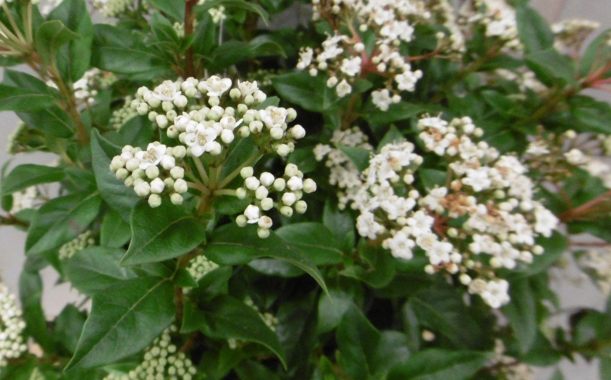 https://cdn.warentuin.nl/media/catalog/product/1/_/1._winterseeuwbal_50_cm_vervangen_door_viburnum_tinus_50_cm_prijs_12.99_euro_2__6039.jpg