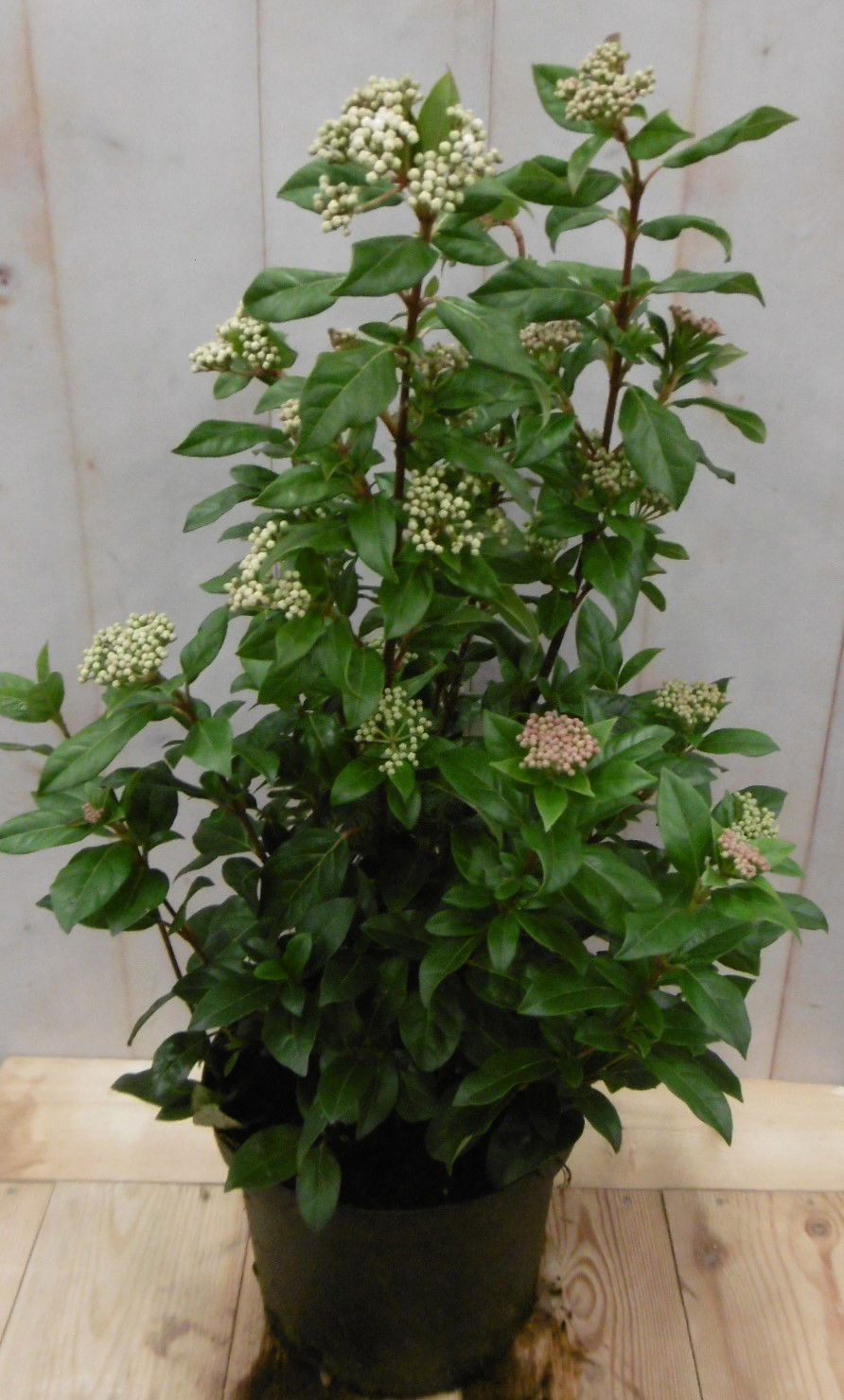 https://cdn.warentuin.nl/media/catalog/product/1/_/1._winterseeuwbal_50_cm_vervangen_door_viburnum_tinus_50_cm_prijs_12.99_euro_3__affc.jpg