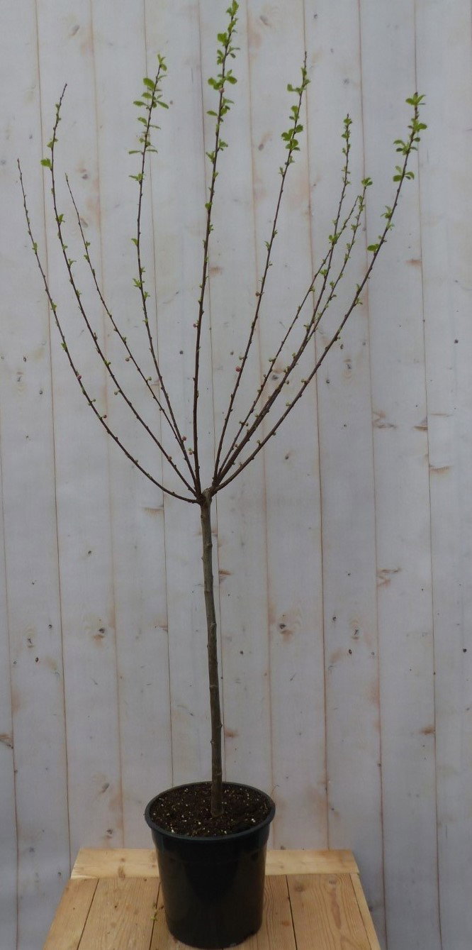 https://cdn.warentuin.nl/media/catalog/product/1/_/1_prunus_triloba_amandelboompje_op_stam_91da.jpg