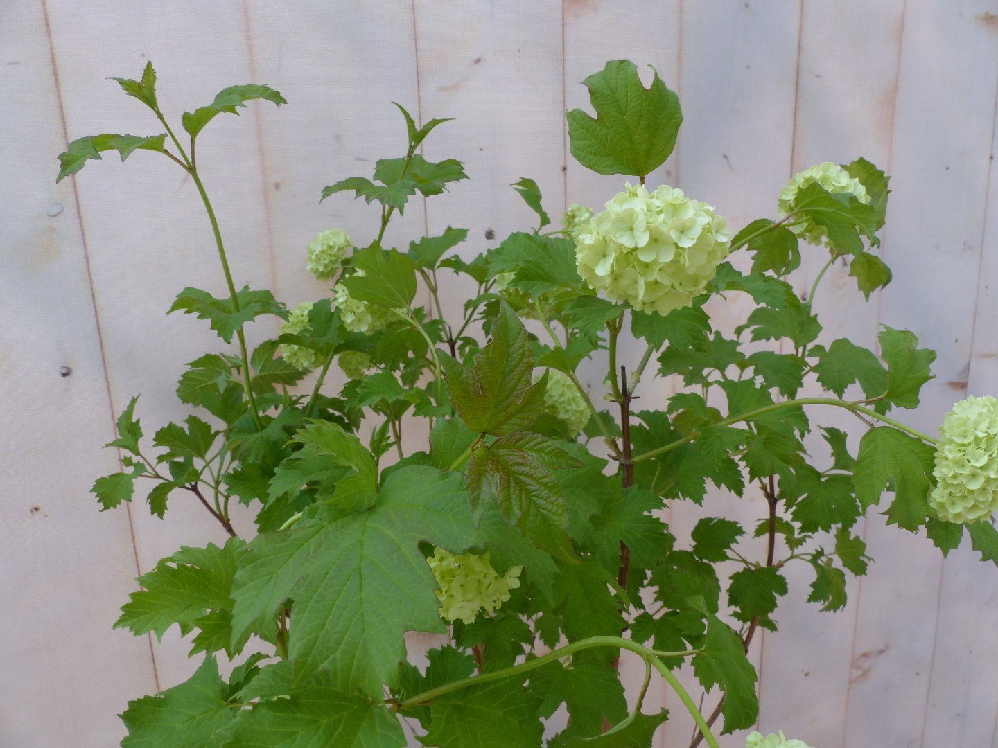 https://cdn.warentuin.nl/media/catalog/product/1/g/1gelderse_roos_heester_80_cm_met_mooie_witte_bloemen_8132.jpg