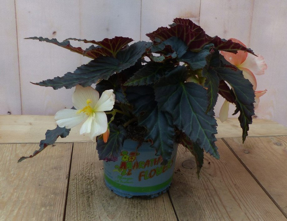 3 stuks! Hangbegonia licht wit- roze achtig Warentuin Natuurlijk - Warentuin natuurlijk