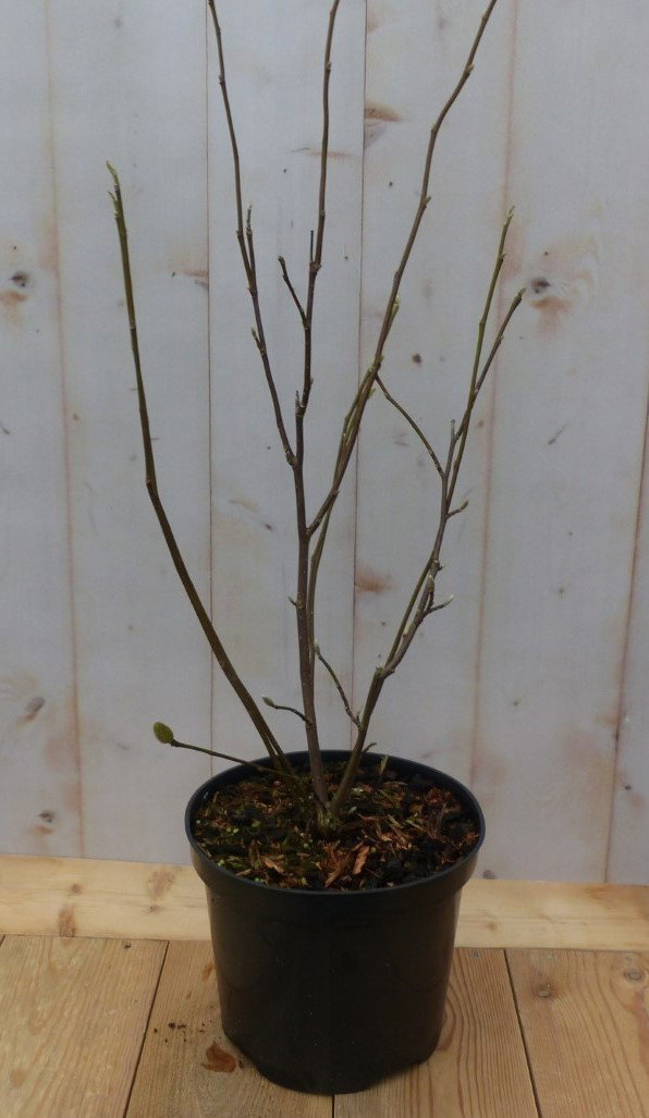 https://cdn.warentuin.nl/media/catalog/product/1/s/1susan_tulpenboom_struikje_70_cm_warentuin_natuurlijk_c194.jpg