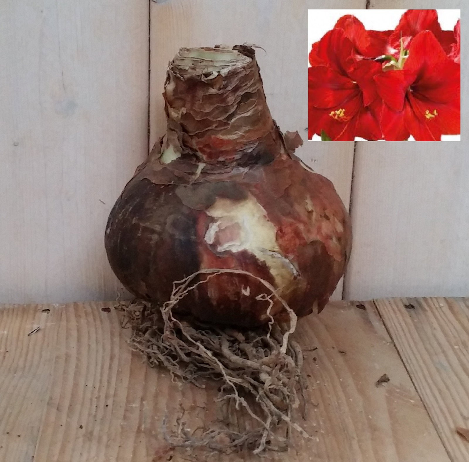 https://cdn.warentuin.nl/media/catalog/product/2/0/20161212_095243_2_b0ff.jpg