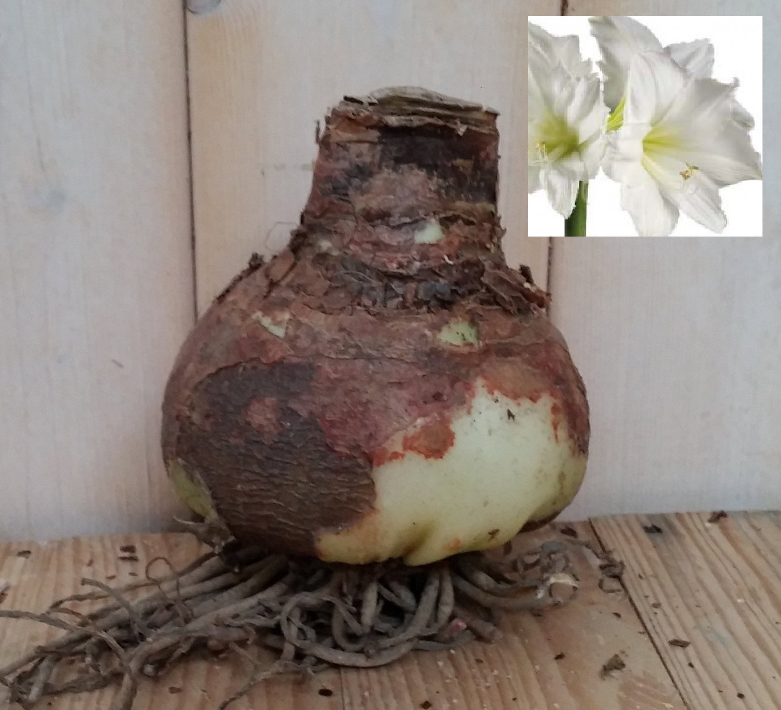 https://cdn.warentuin.nl/media/catalog/product/2/0/20161212_095258_1_3553.jpg