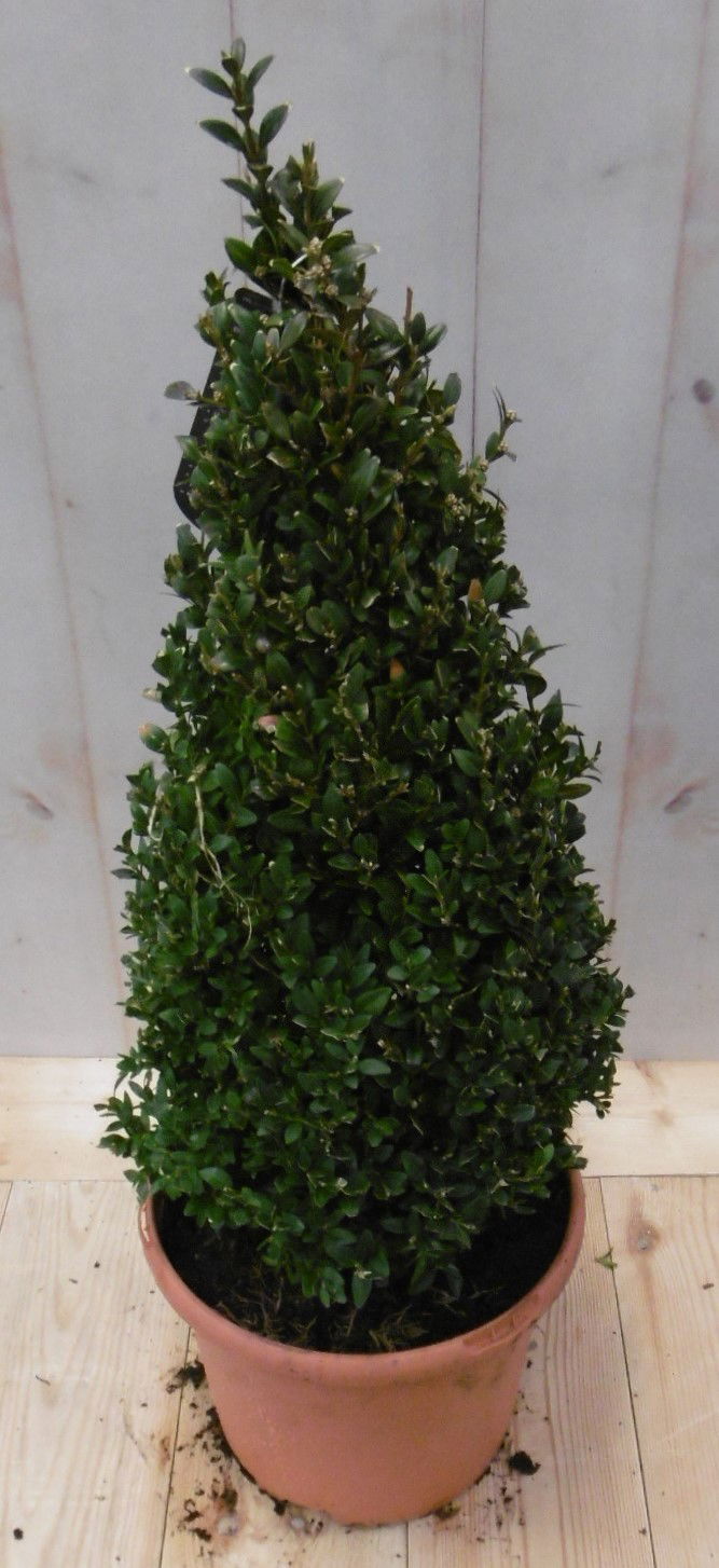 Buxus Piramide 50 cm - Warentuin Natuurlijk