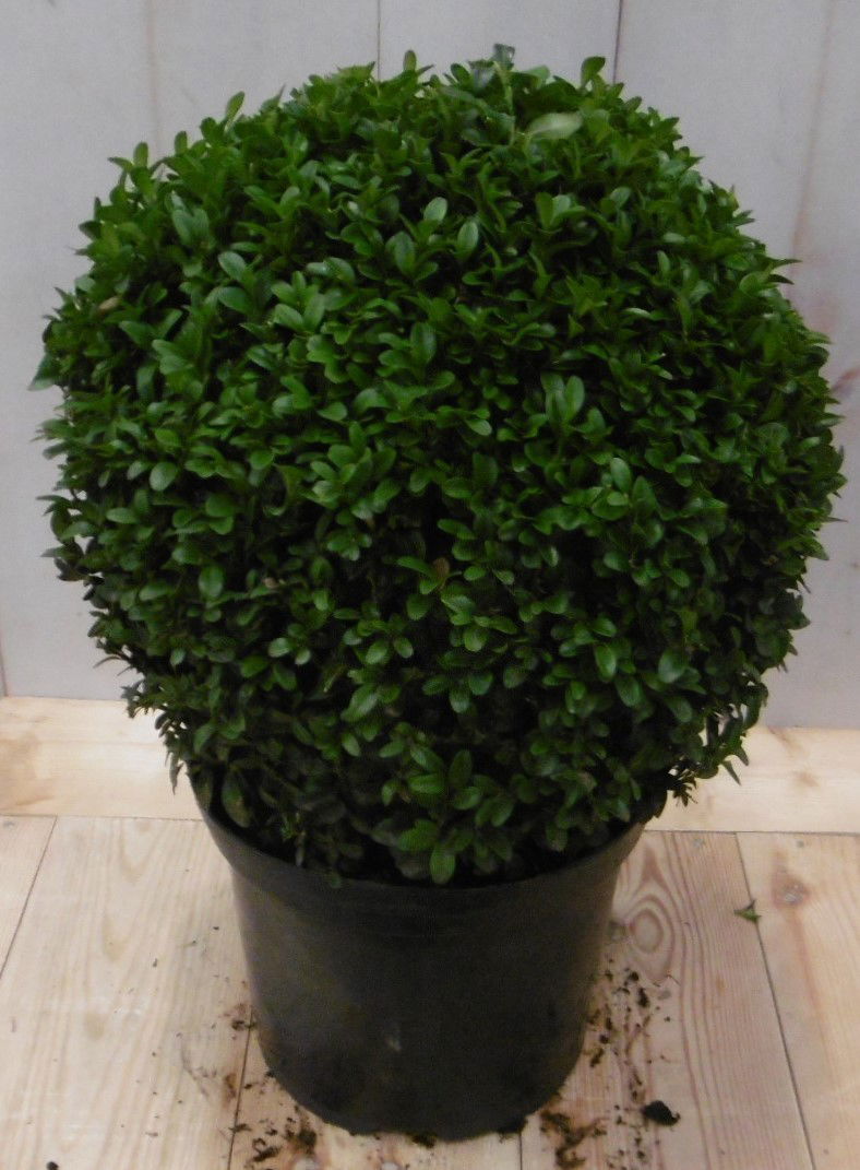 Buxus Bol 15 cm - Warentuin Natuurlijk
