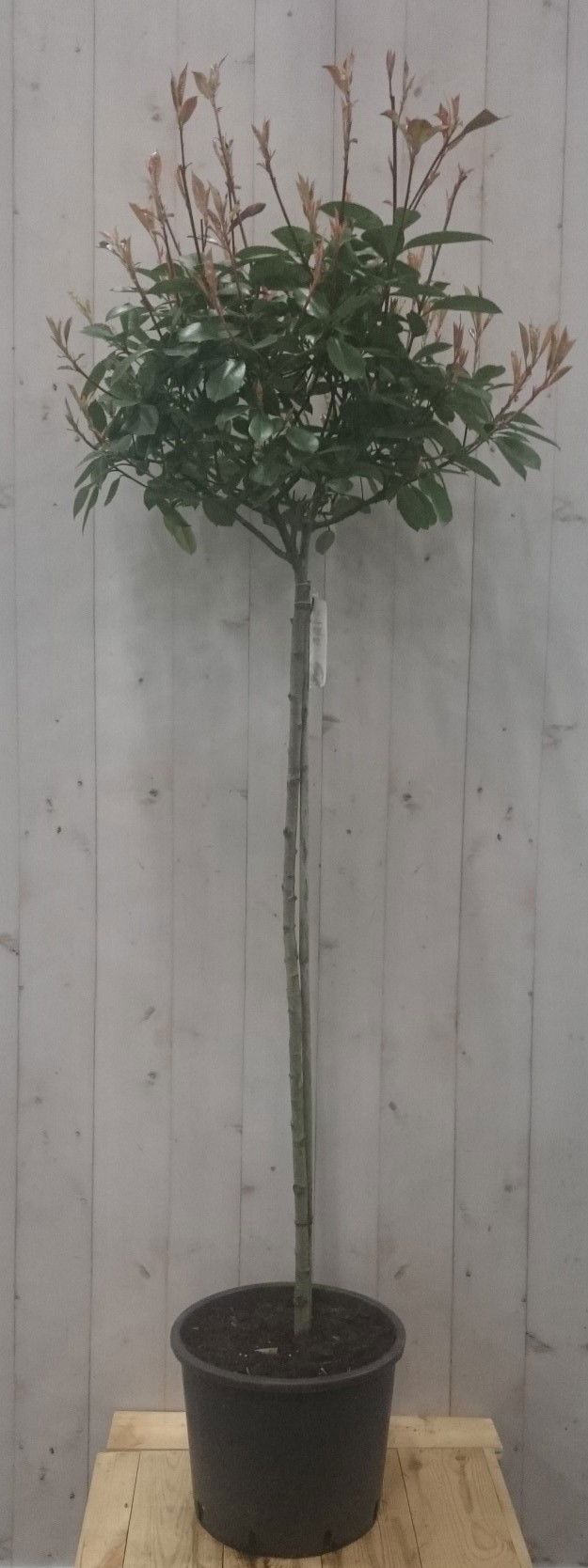 https://cdn.warentuin.nl/media/catalog/product/2/_/2._glansmispel_110_cm_vervangen_door_gewoon____glansmispel_red_robin_op_stam_70_9896.jpg