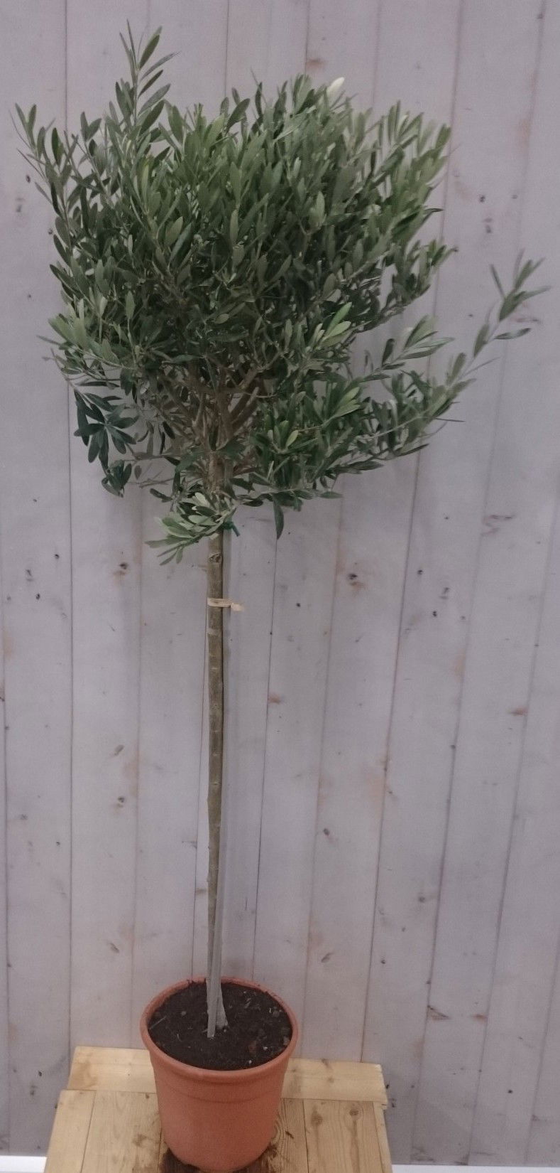 Olijfboom Olea stamhoogte 70 cm en boomhoogte140 cm - Olijfboom Olea stamhoogte 70 cm en boomhoogte140 cm -