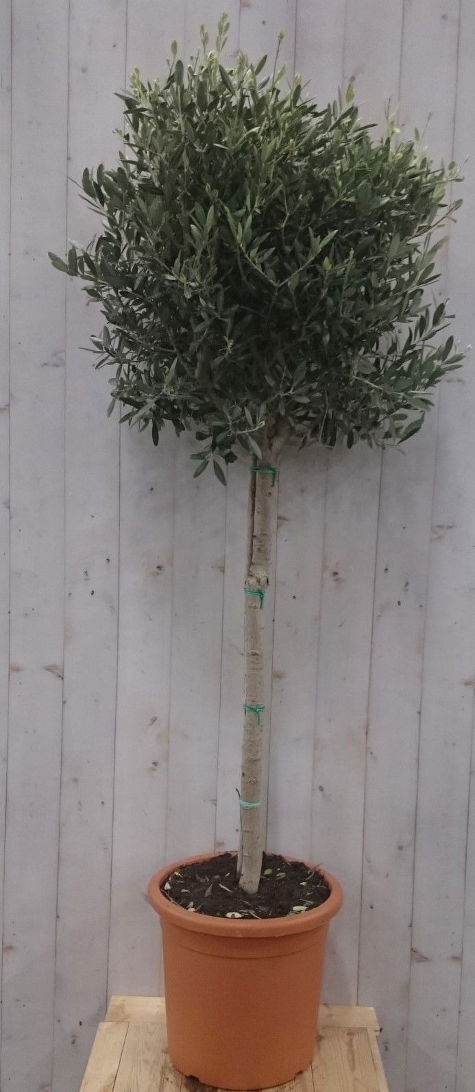 Olijfboom Olea stamhoogte 100 cm en boomhoogte 180 cm Warentuin Natuurlijk