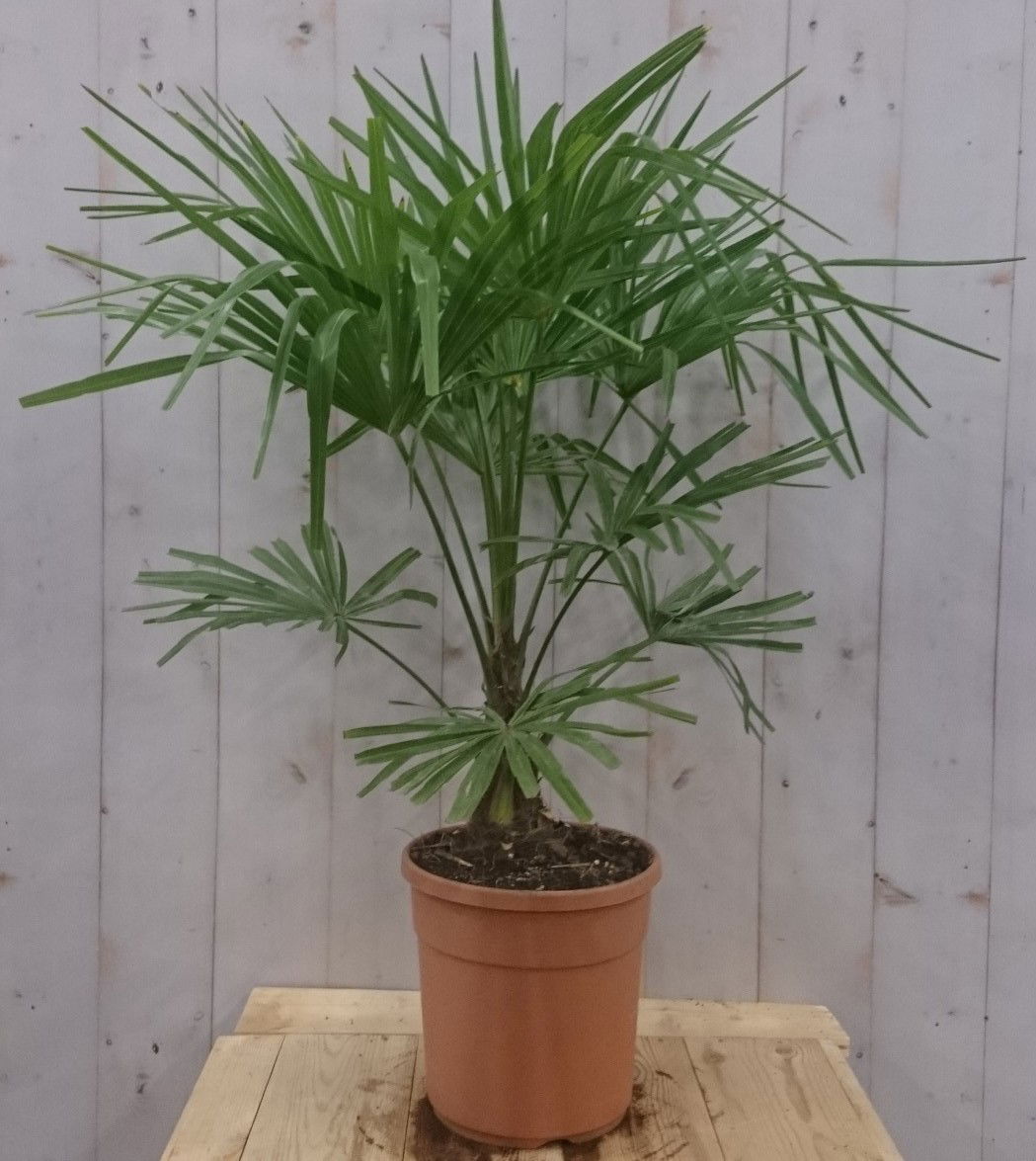 https://cdn.warentuin.nl/media/catalog/product/2/_/2._vervang_palmboom_115_cm_door_____winterharde_palmboom_latijnse_naam_weg_hoog_3962.jpg