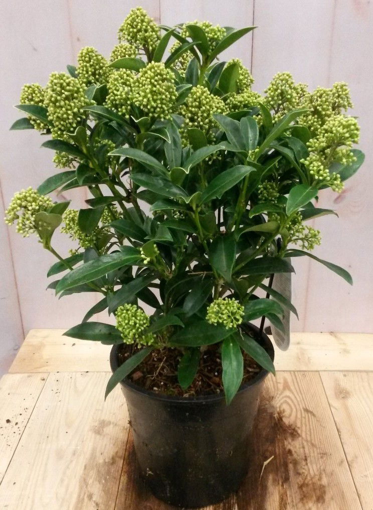 Warentuin natuurlijk Skimmia wit 40 cm - 