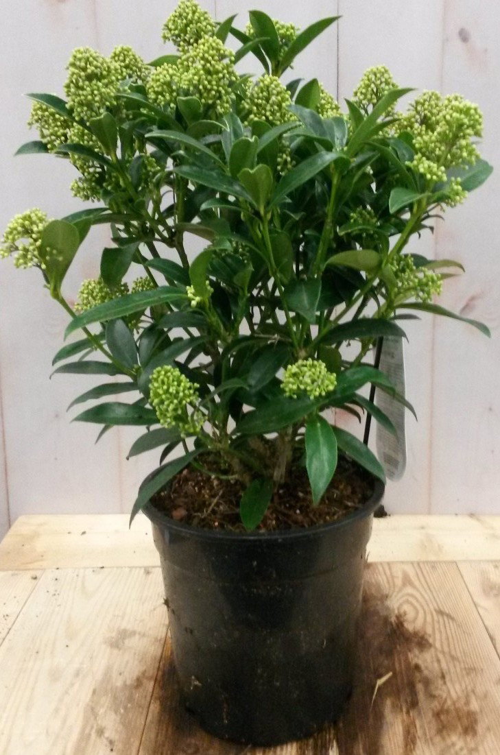 https://cdn.warentuin.nl/media/catalog/product/2/_/2._vervang_skimmia_groen_30_cm_door_skimmia_wit_40_cm_8.99_3__1199.jpg