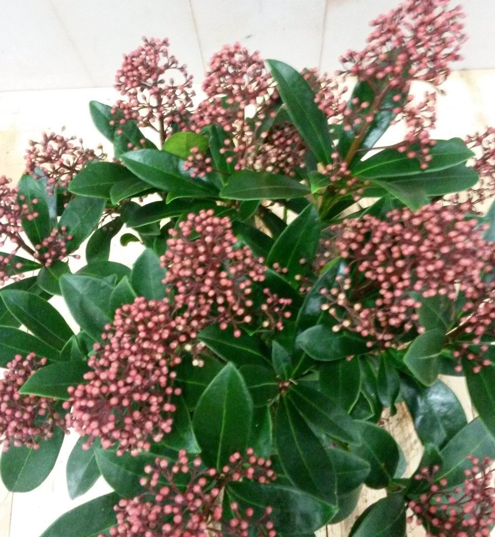 https://cdn.warentuin.nl/media/catalog/product/2/_/2._vervang_skimmia_japinica_25_cm_door_skimmia_rood_20_cm_4.99_2__0df1.jpg