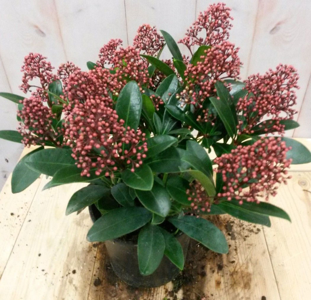 Warentuin natuurlijk Skimmia rood 20 cm - 