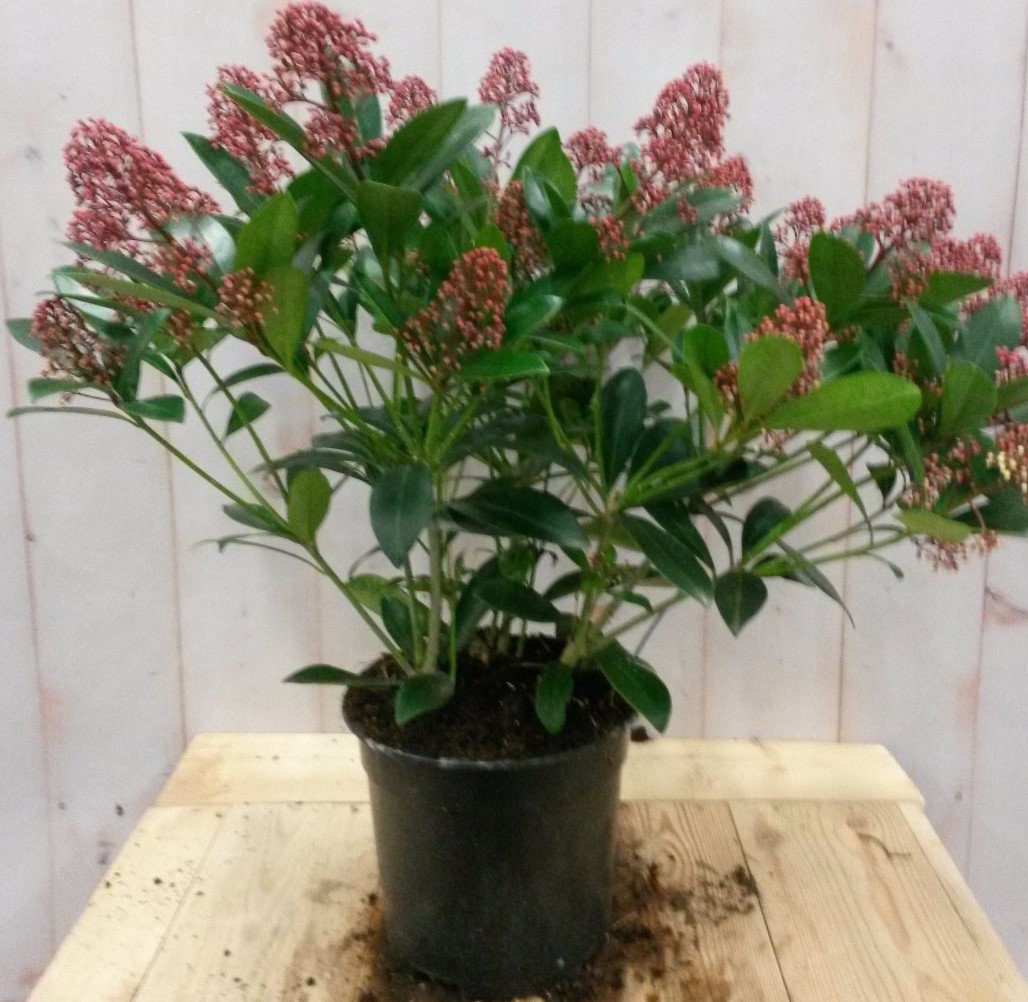 https://cdn.warentuin.nl/media/catalog/product/2/_/2._vervang_skimmia_japinicia_35_cm_door_skimmia_rood_40_cm_prijs_8.99_euro_1__8a6b.jpg