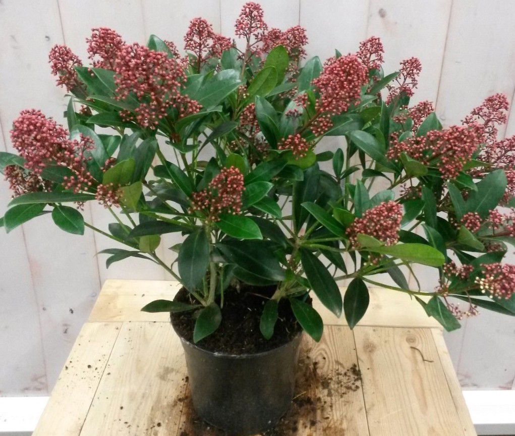 Warentuin natuurlijk Skimmia rood 40 cm - 