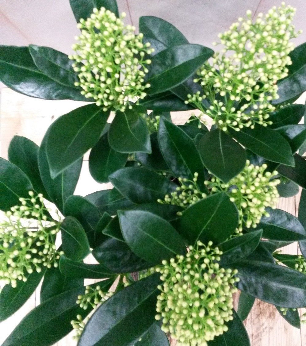 https://cdn.warentuin.nl/media/catalog/product/2/_/2._vervang_skimmia_wit_25_door_skimma_wit_20_cm_prijs_4.99_euro_3__15a8.jpg