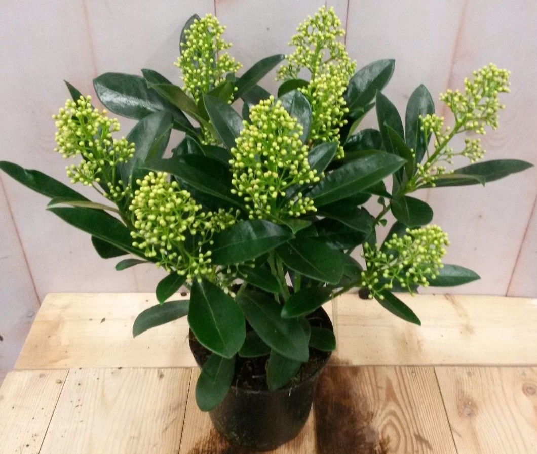 Warentuin natuurlijk Skimmia wit 20 cm - 