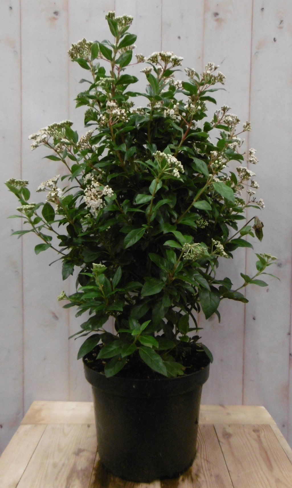 https://cdn.warentuin.nl/media/catalog/product/2/_/2._winterseeuwbal_35_cm_vervangen_door_viburnum_tinus_80_cm_prijs_27.99_euro_1__5e92.jpg
