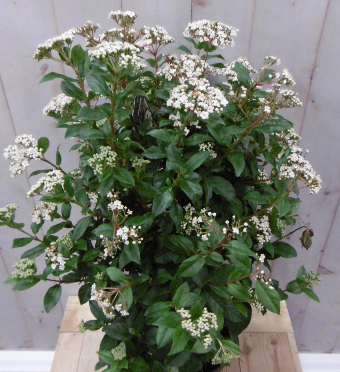 https://cdn.warentuin.nl/media/catalog/product/2/_/2._winterseeuwbal_35_cm_vervangen_door_viburnum_tinus_80_cm_prijs_27.99_euro_3__6f55.jpg