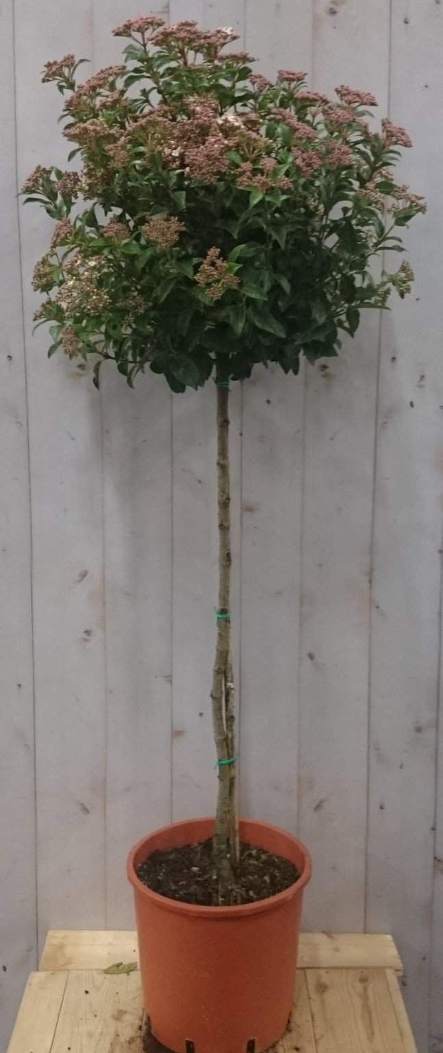 https://cdn.warentuin.nl/media/catalog/product/2/_/2._winterseeuwbal_op_stam_150_cm_hoog_vervangen_door_viburn_tinus_op_stam_70_cm_0472.jpg