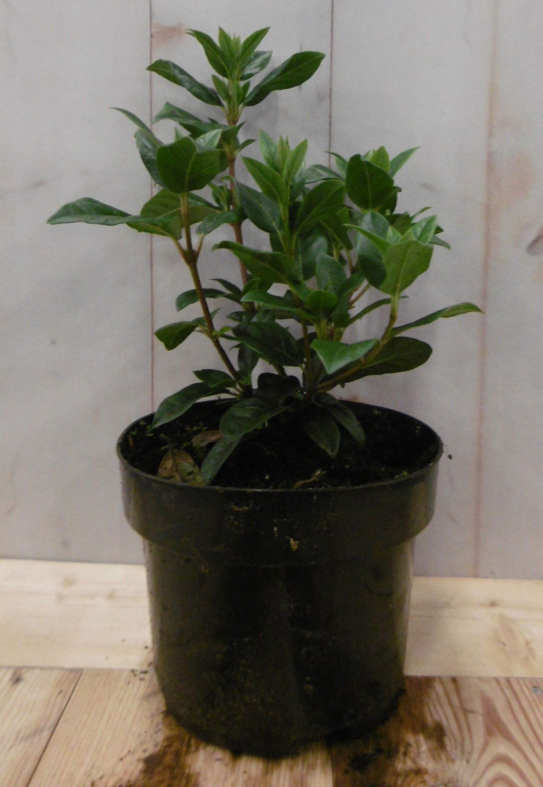 https://cdn.warentuin.nl/media/catalog/product/2/_/2._wintersneeuwbal_25_vervangen_door_viburnum_tinus_30_cm_prijs_7.99_euro_3__f257.jpg