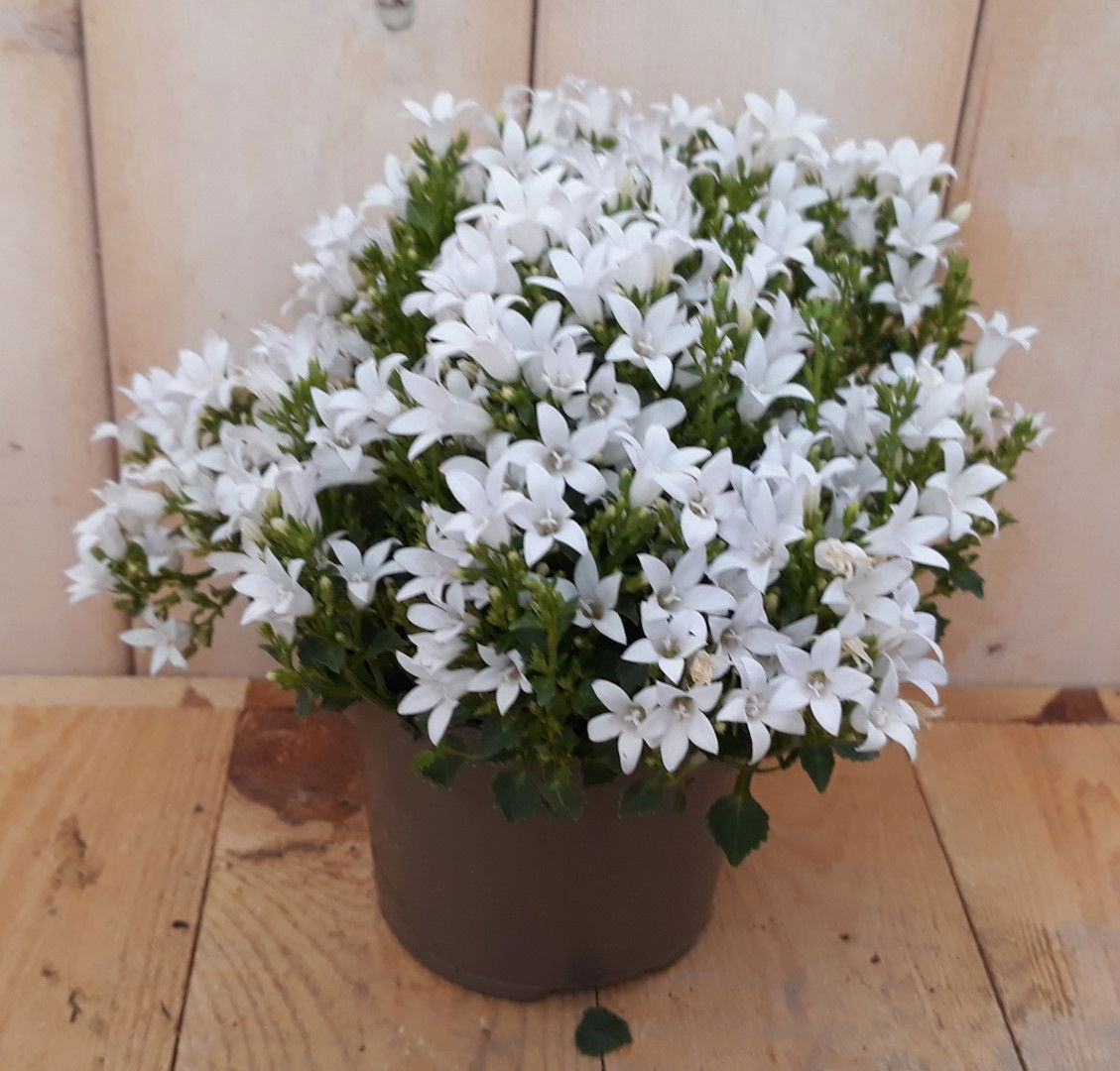Warentuin natuurlijk 2 stuks! Campanula trompet bloem wit - 