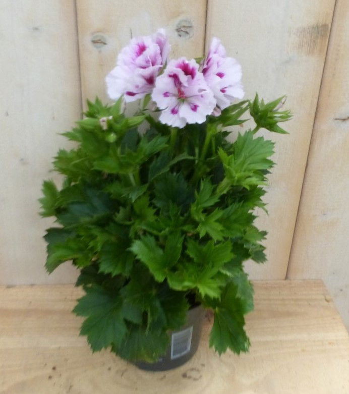 https://cdn.warentuin.nl/media/catalog/product/2/_/2_stuks_franse_geranium_tweekleurig_wit_warentuin_natuurlijk_13cd.jpg