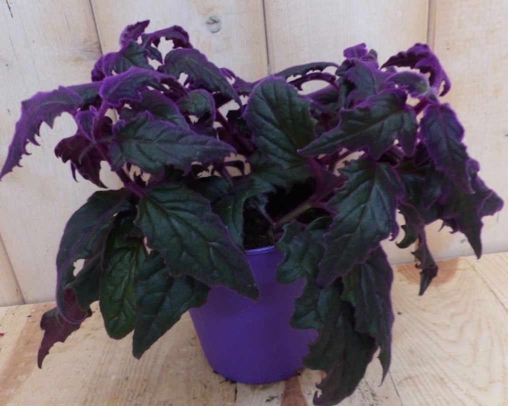 https://cdn.warentuin.nl/media/catalog/product/2/_/2_stuks_kamerplant_gynura_warentuin_natuurlijk_1__b5ac.jpg