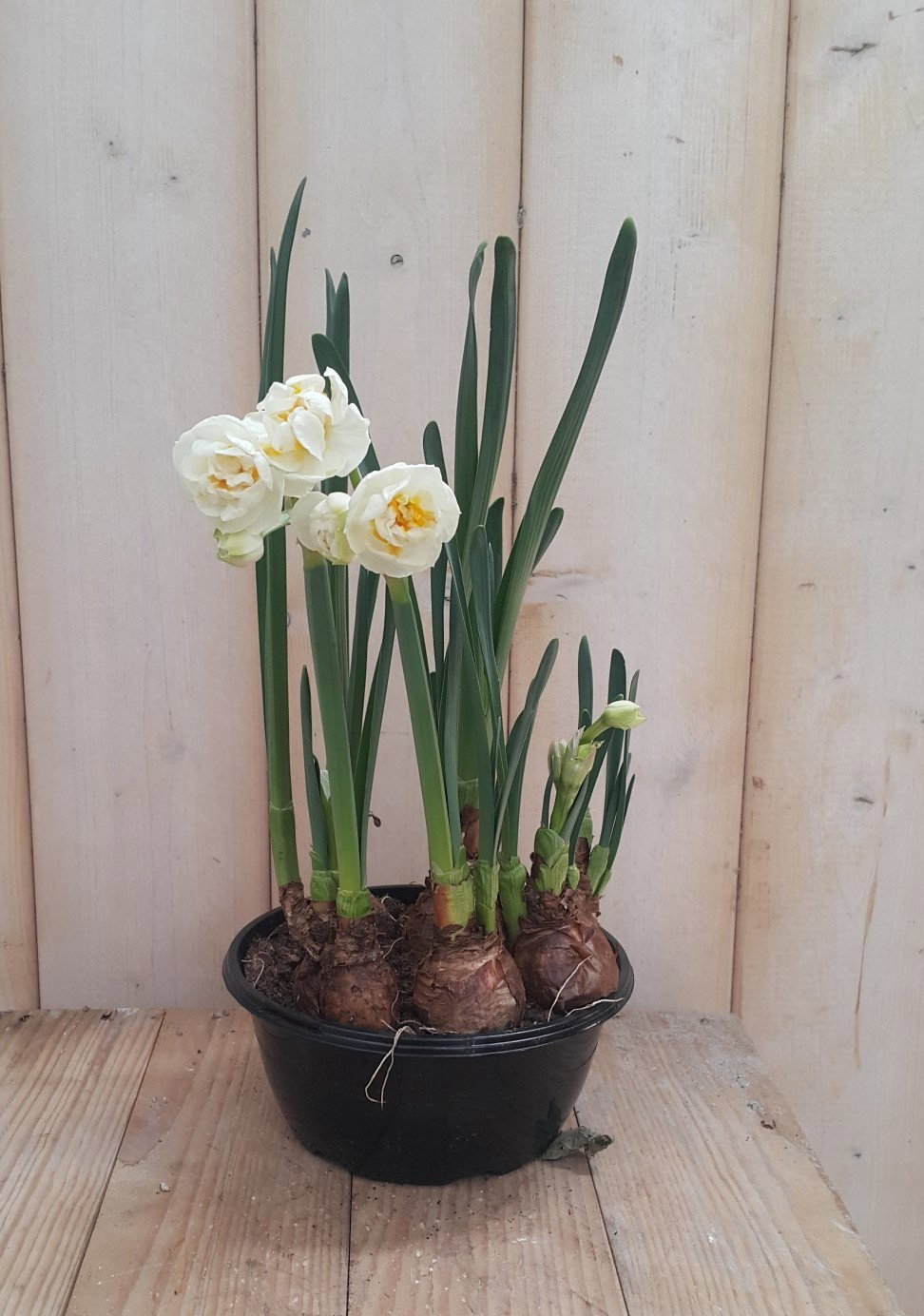 Warentuin natuurlijk 2 stuks! Bolletjes Narcis geurschaaltje Voorjaarsbollen Narcissus  - 